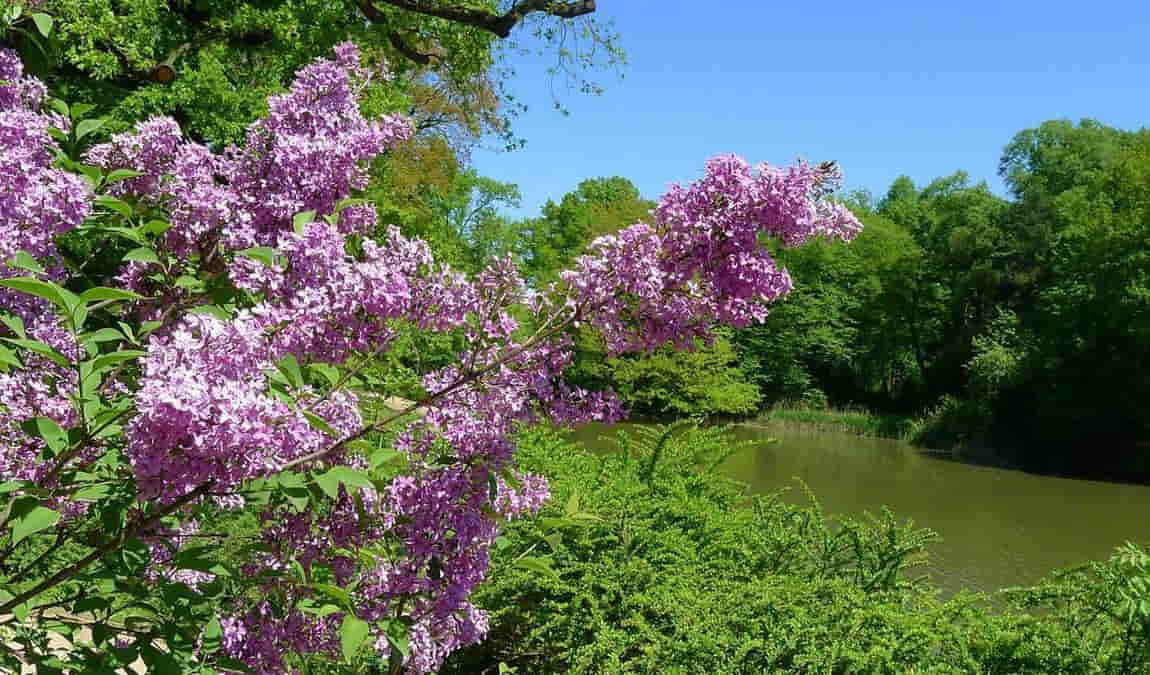 grand garden of dresden photo 9