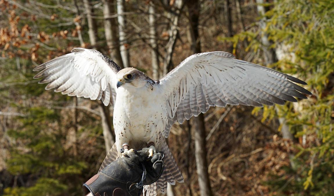 der falkenhof paul klima photo 2