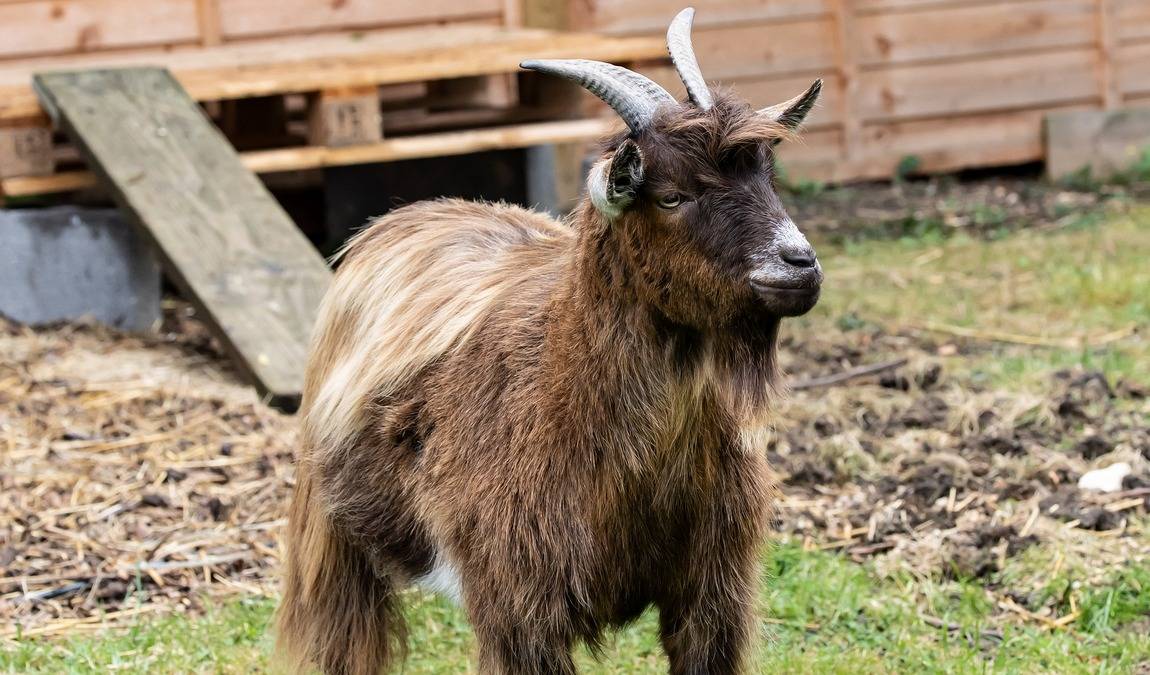 charlottenburg goat farm photo 2
