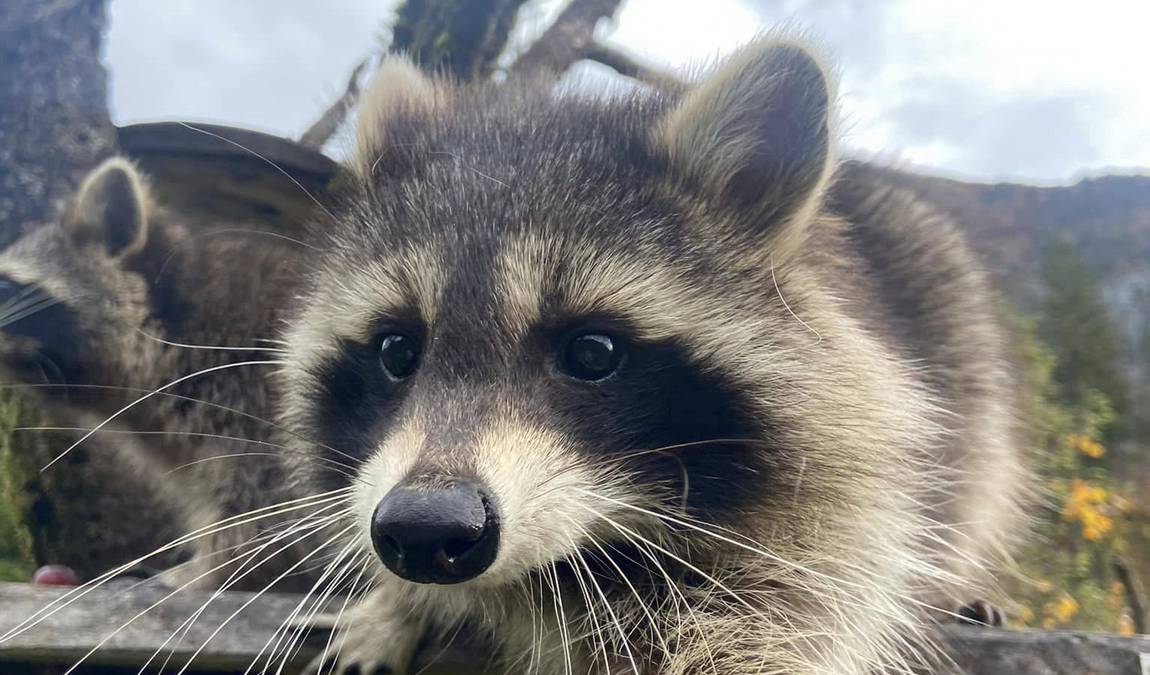 cumberland wildlife park grunau photo 3