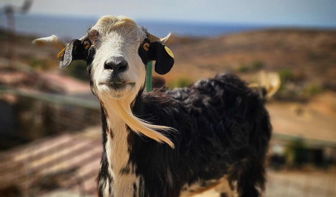 tenerife horse rescue photo 5