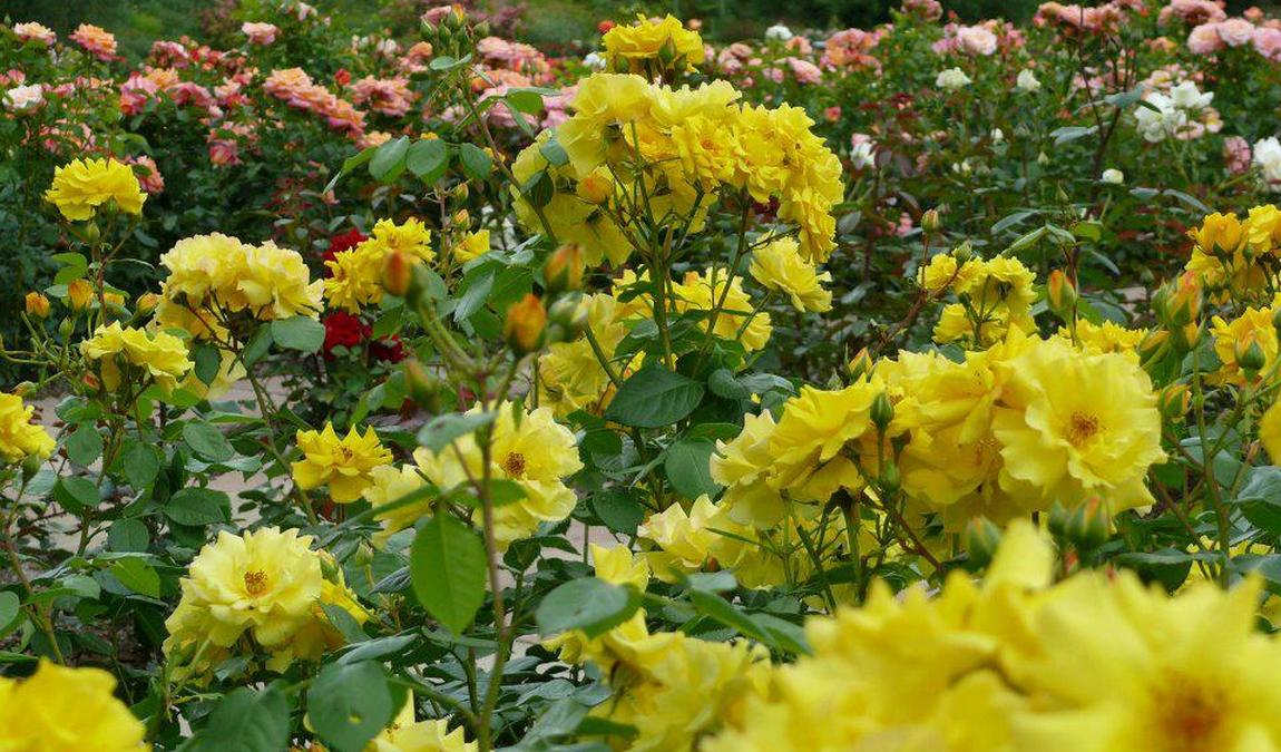 killesberg park photo 8