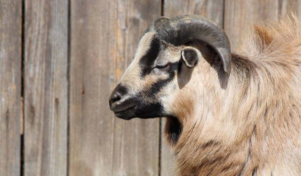 barenhof berghausen photo 3