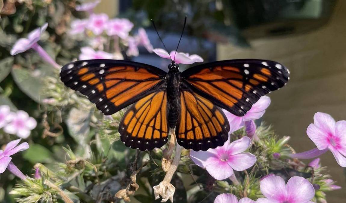 cole family monarch conservation center & butterfly house photo 3