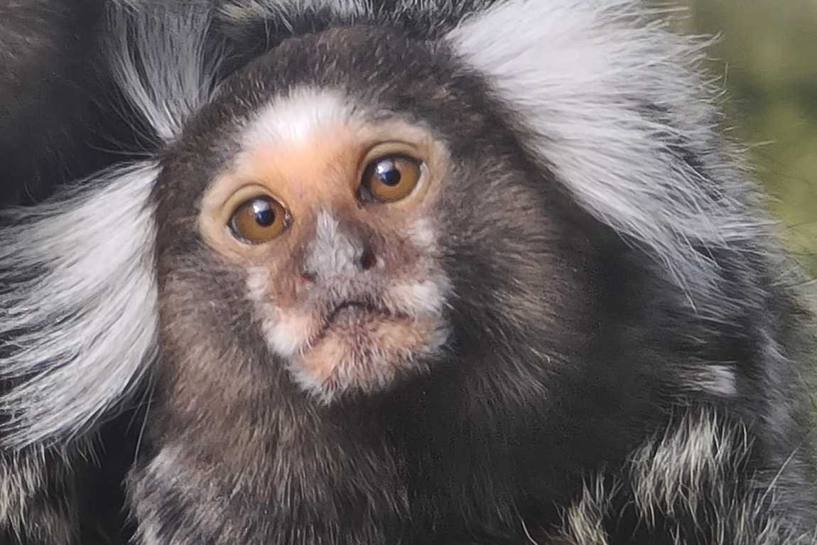 aachener tierpark euregiozoo photo 2