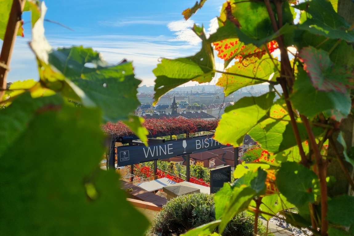 wenceslas vineyard photo 2