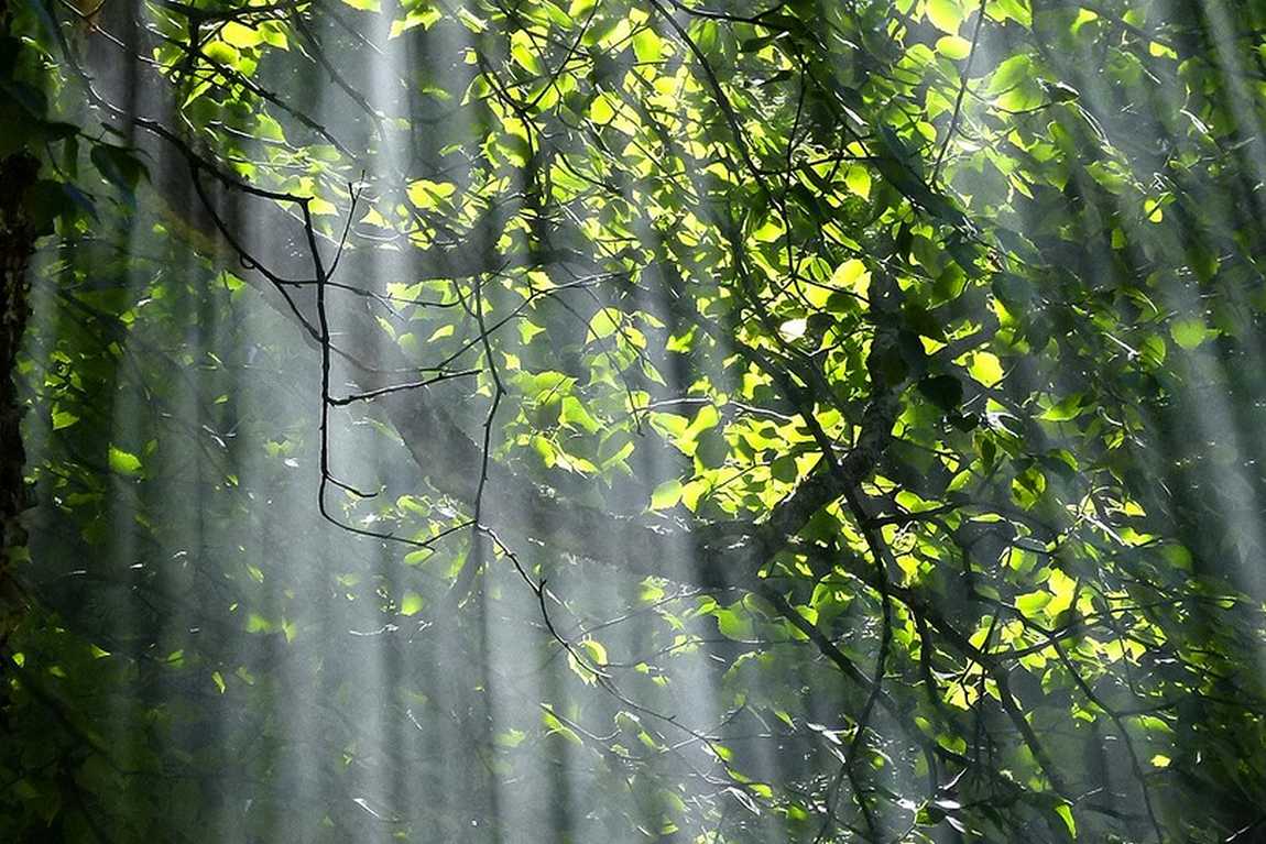 walton street park photo 2