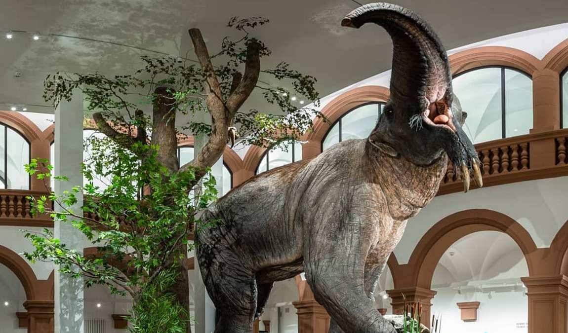 natural history museum photo 1