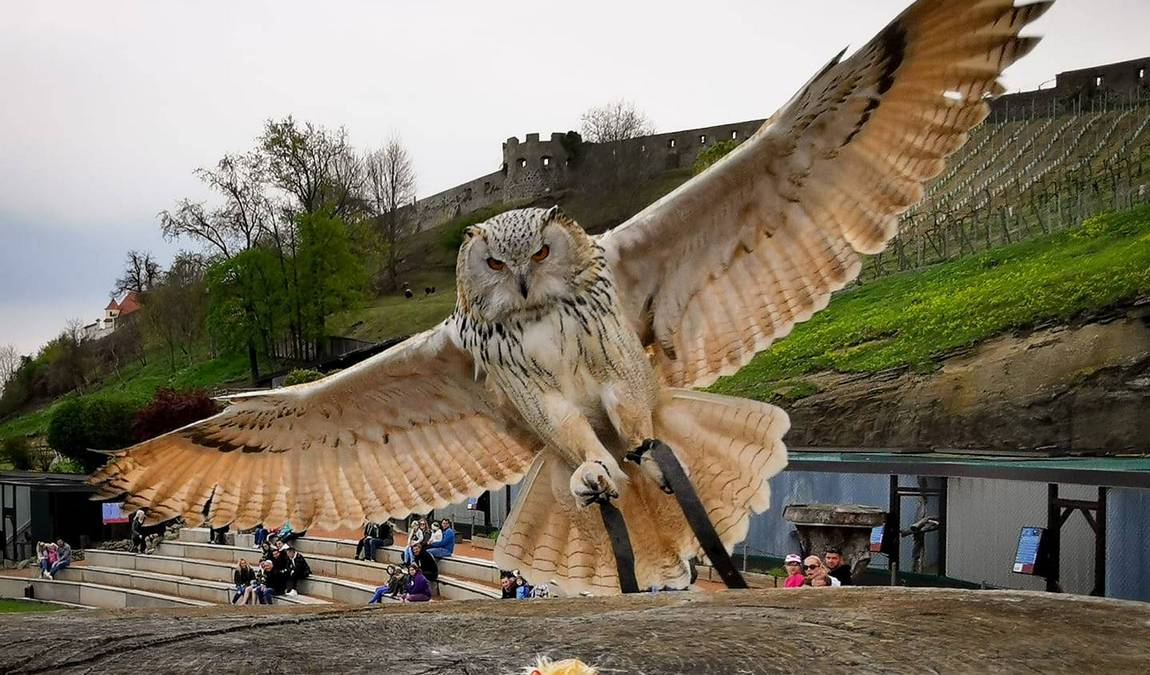 greifvogelwarte riegersburg photo 2