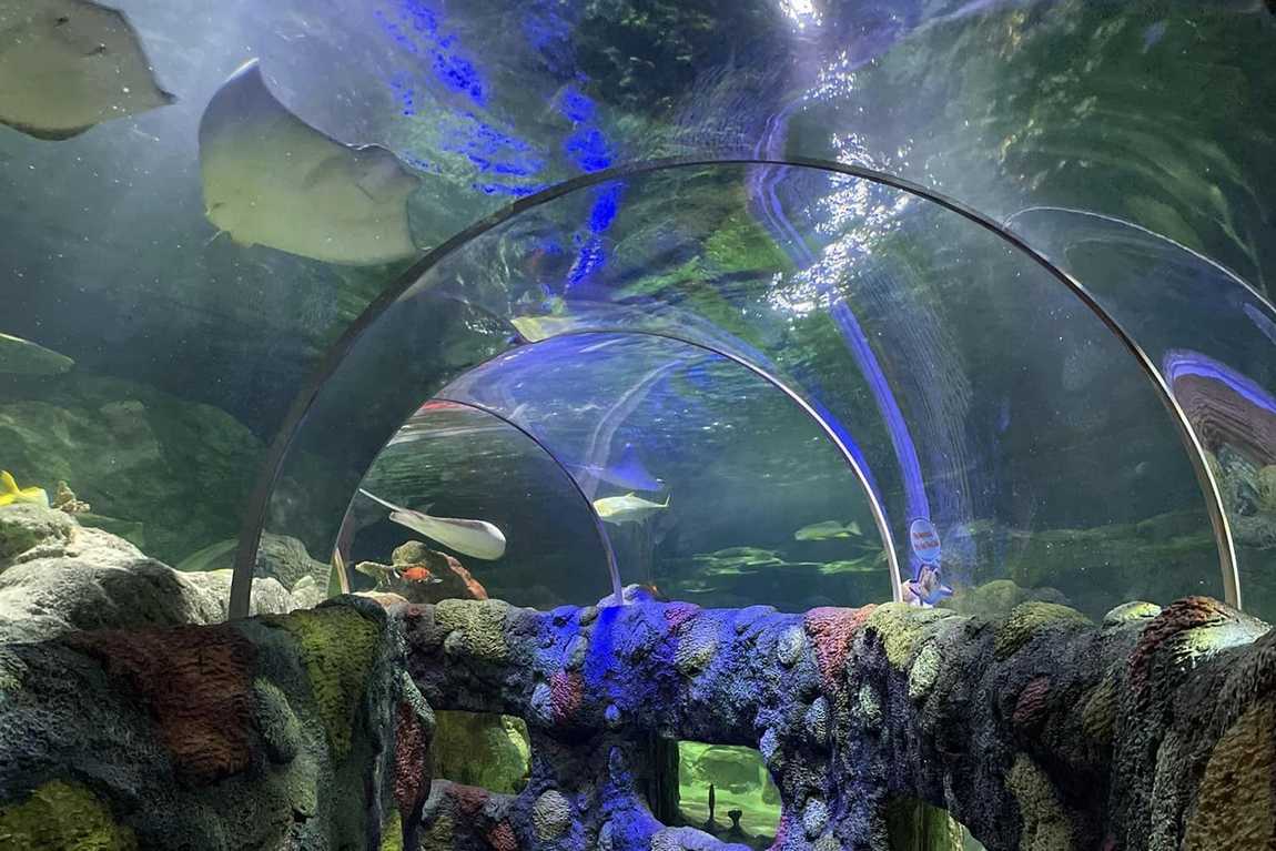 sea life charlotte-concord aquarium photo 4