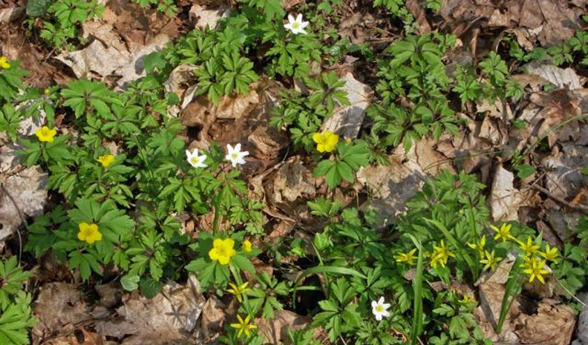 leipzig riverside forest photo 7