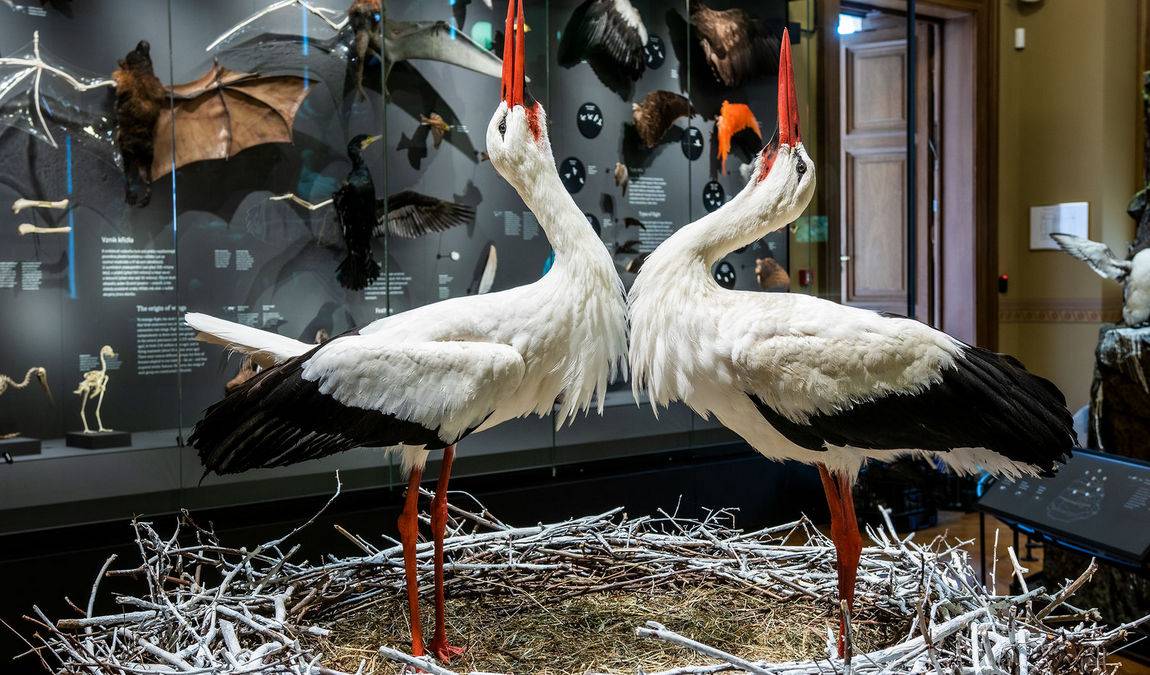 prague national museum photo 4