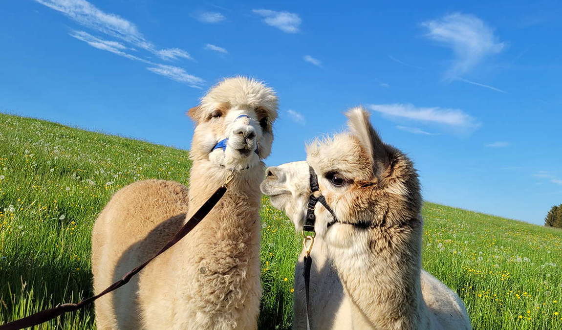 attersee-traunsee nature park photo 5