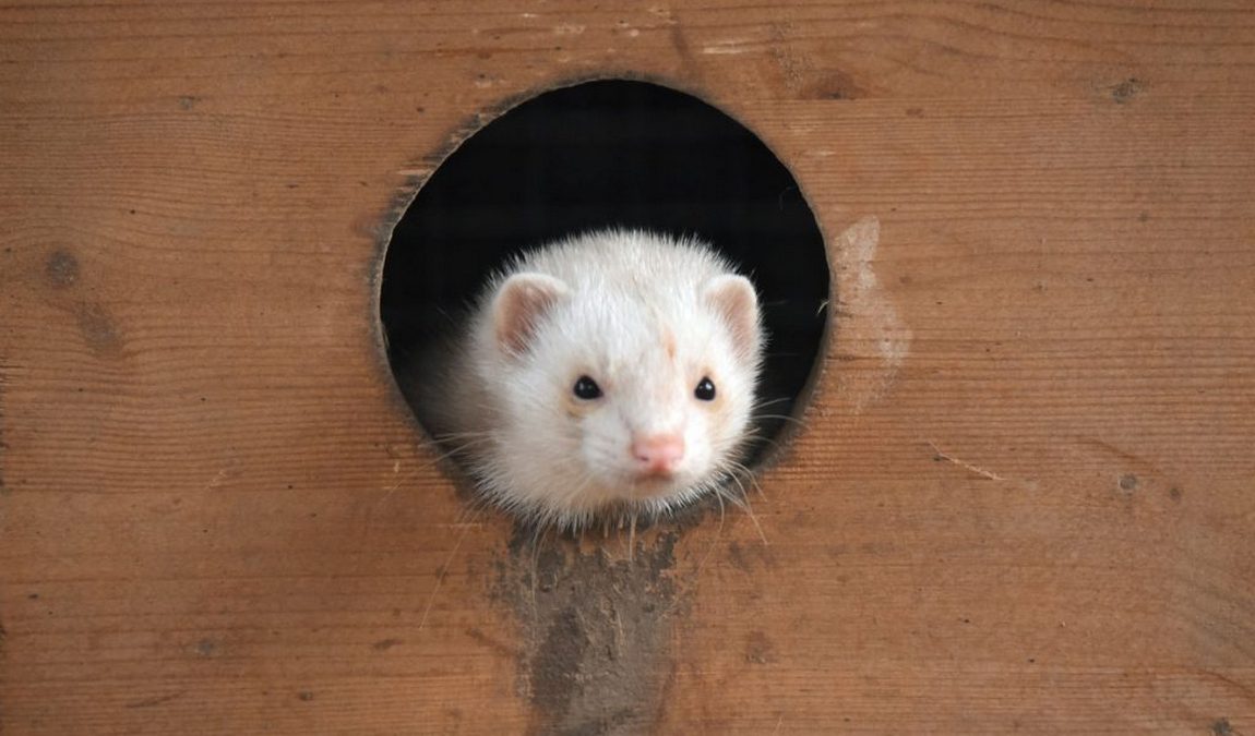 wildlife park in silz photo 5