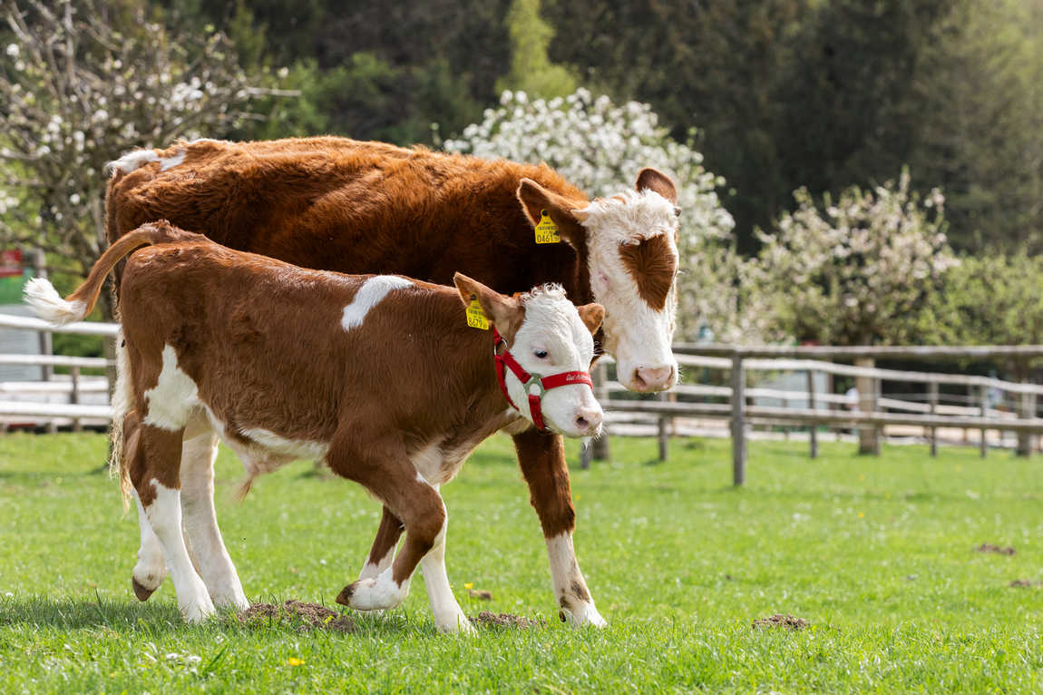 gut aiderbichl henndorf farm photo 3