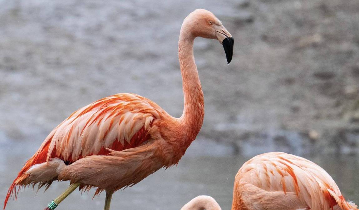 dortmund zoo photo 3