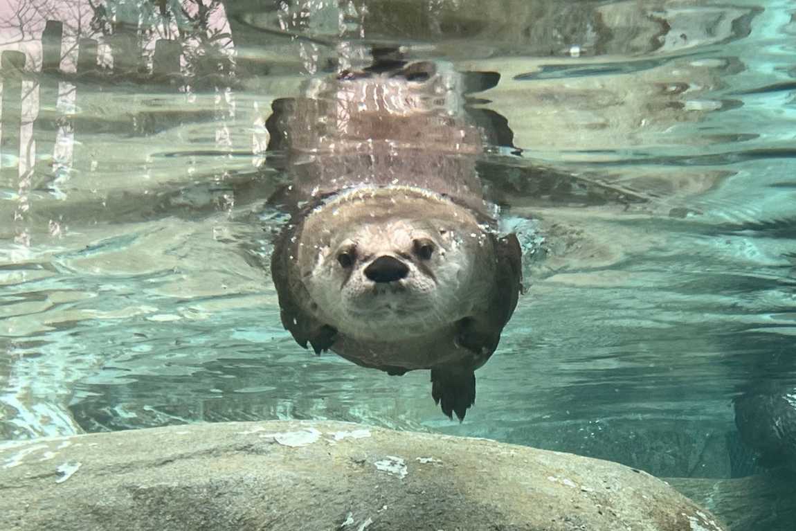 wnc nature center and wildlife park photo 2