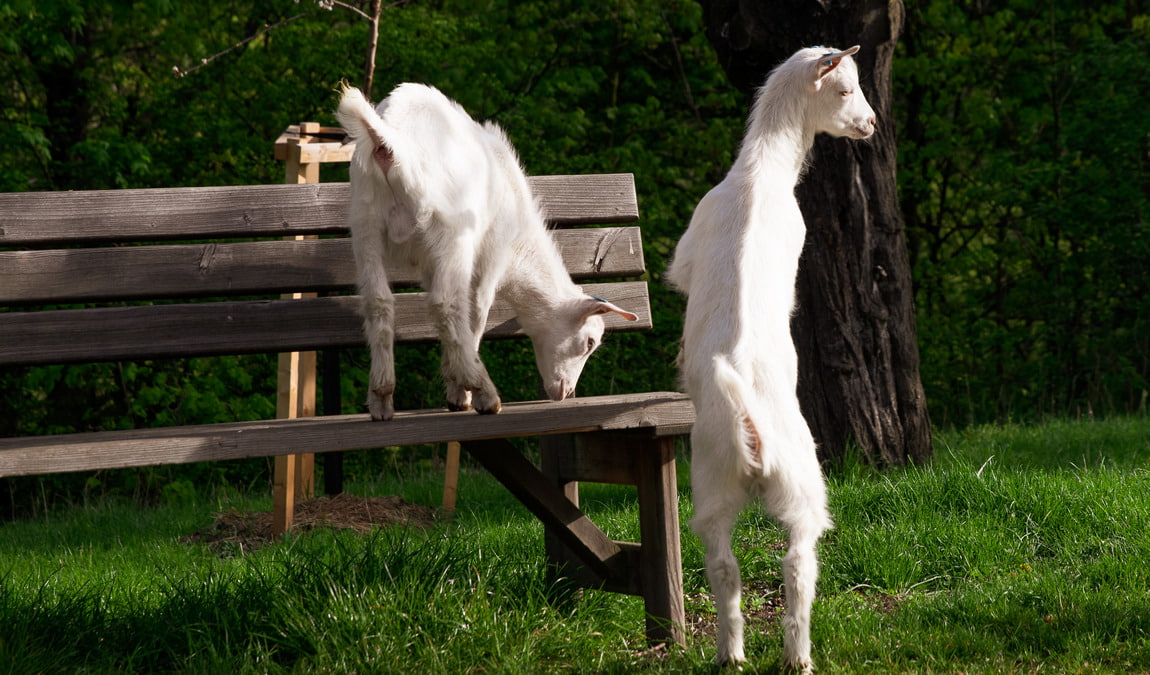 toulcuv dvur photo 4