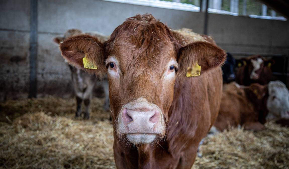 gut aiderbichl iffeldorf farm photo 7