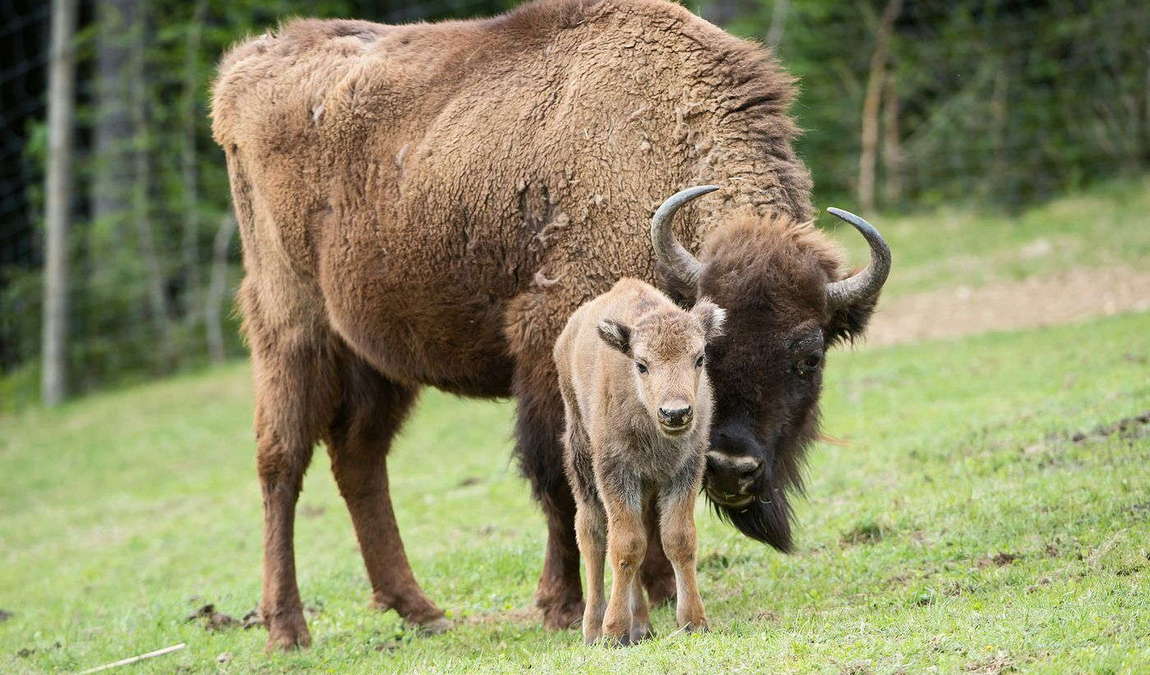 assling wildlife park photo 3