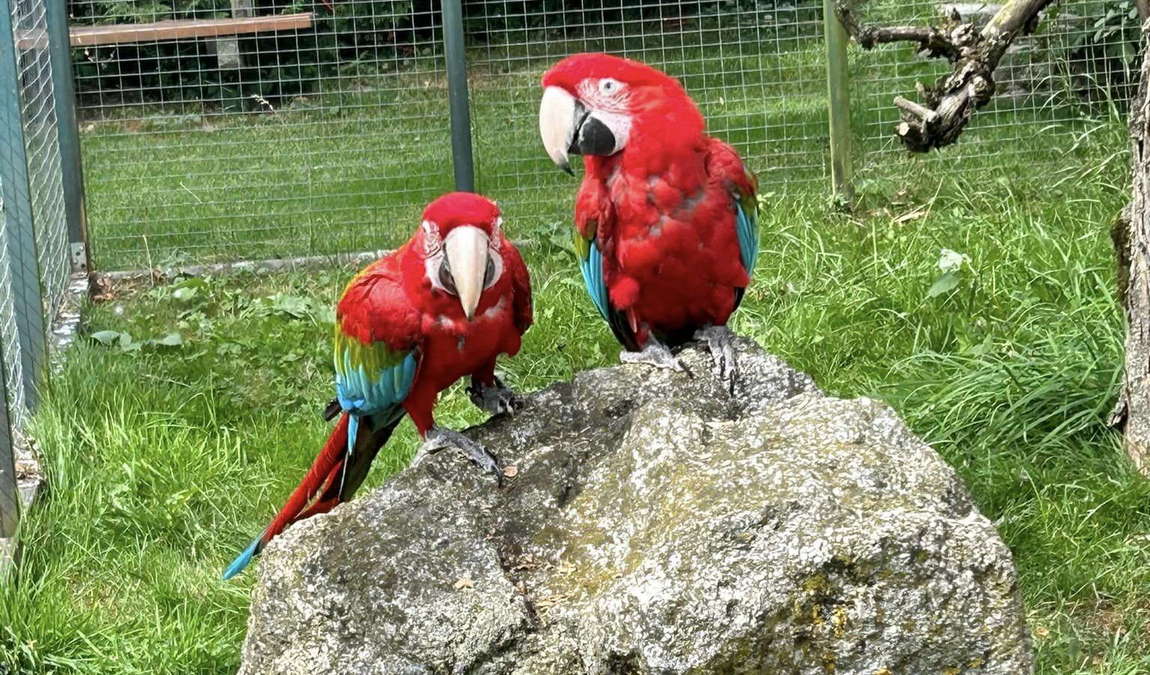 wildpark altenfelden photo 2