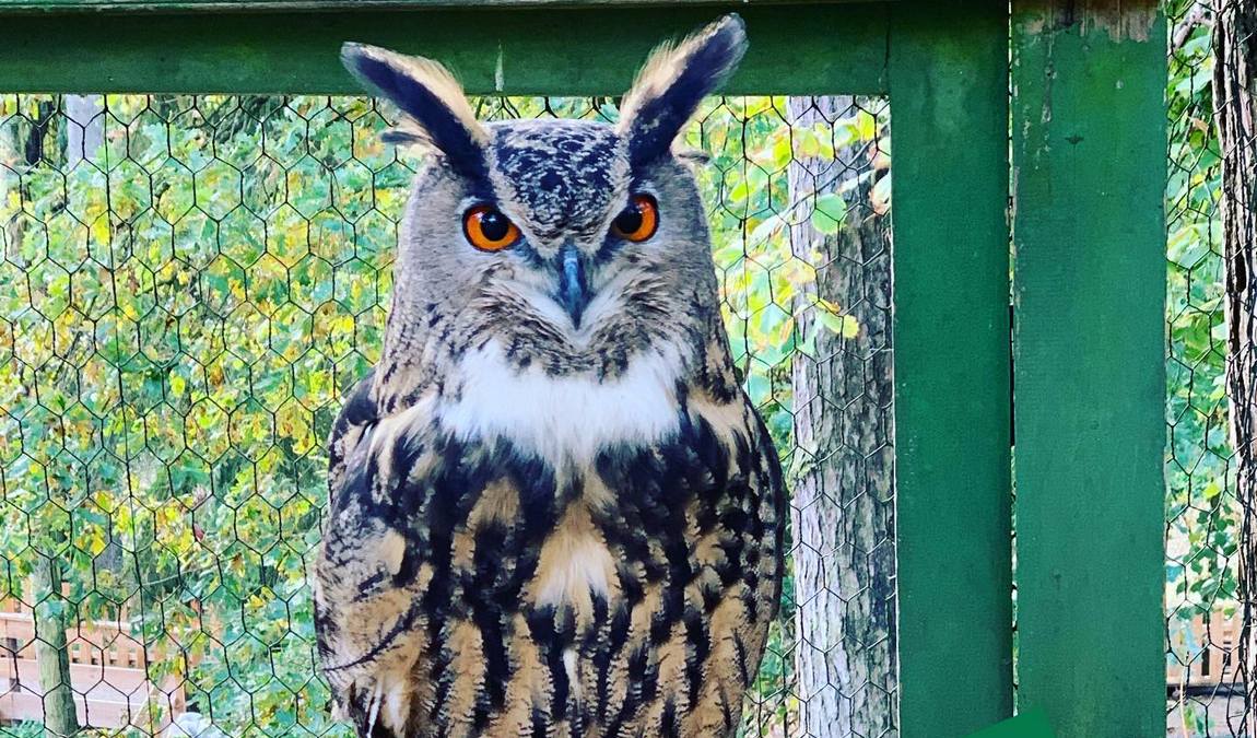 abensberg bird park photo 3