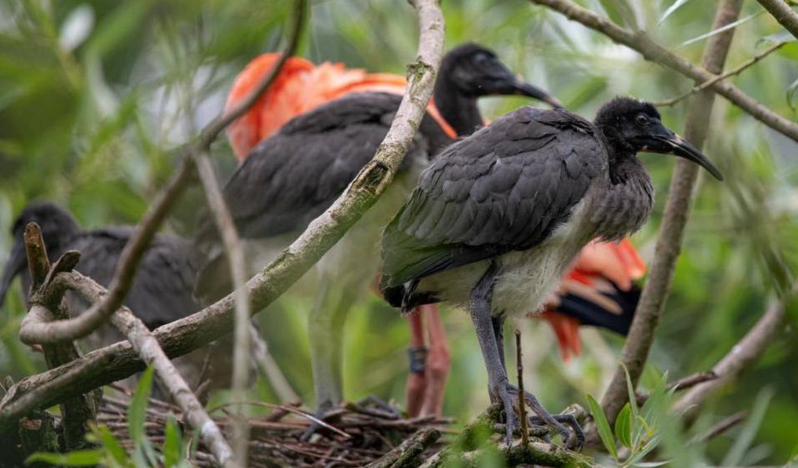 zoo schmiding photo 3