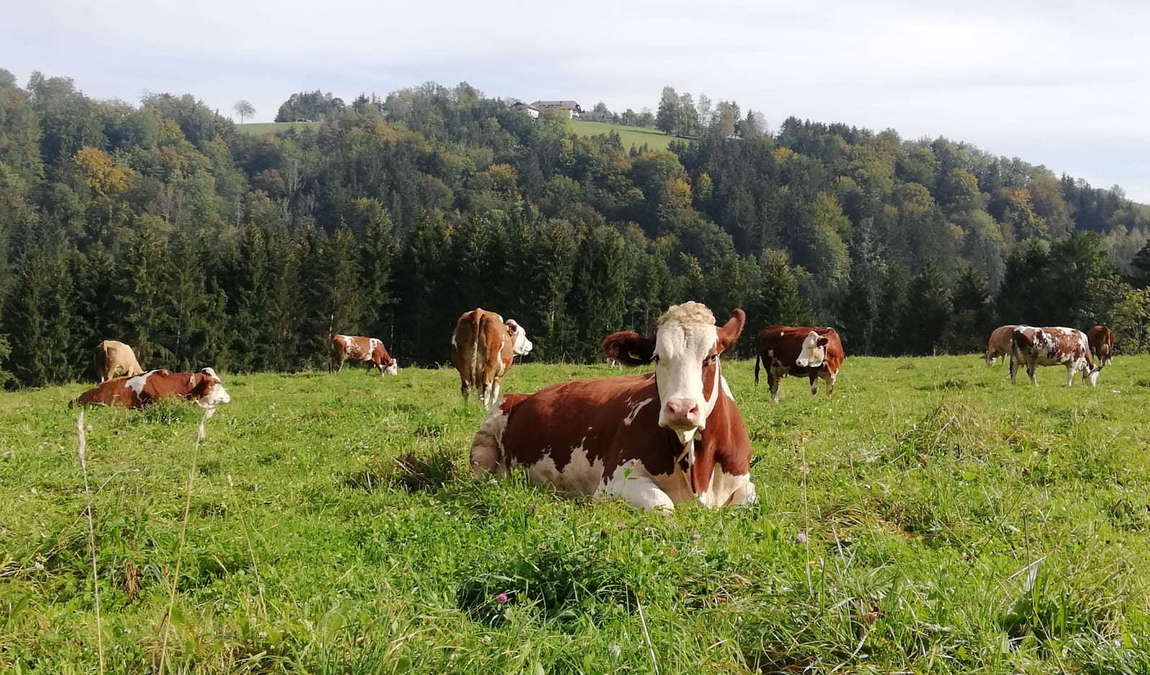 attersee-traunsee nature park photo 2