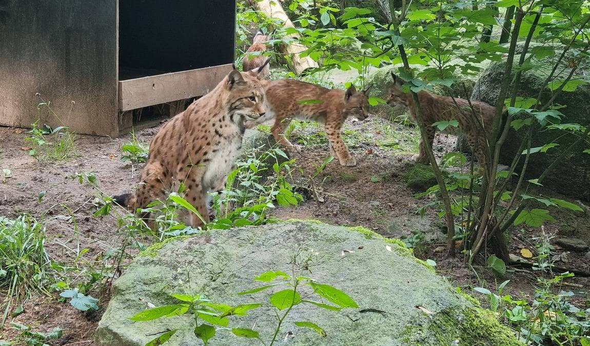 neumünster zoo photo 1