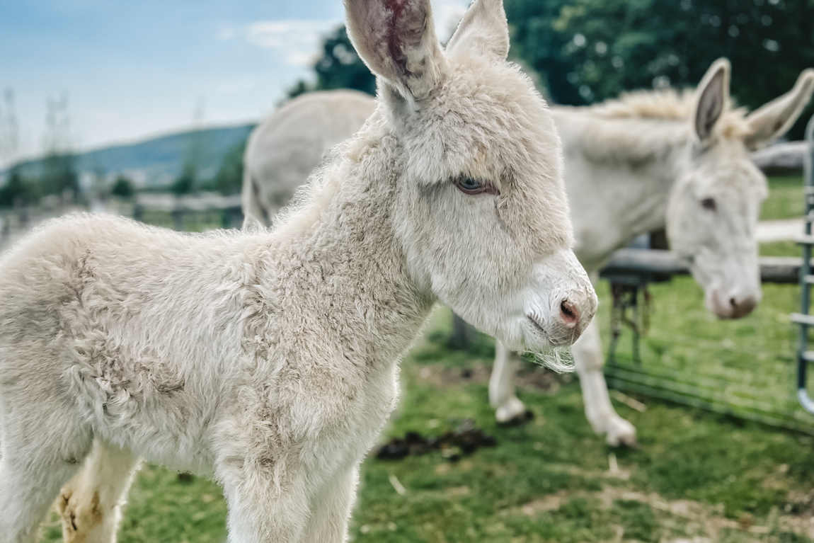 the schloss hof estate farm photo 1