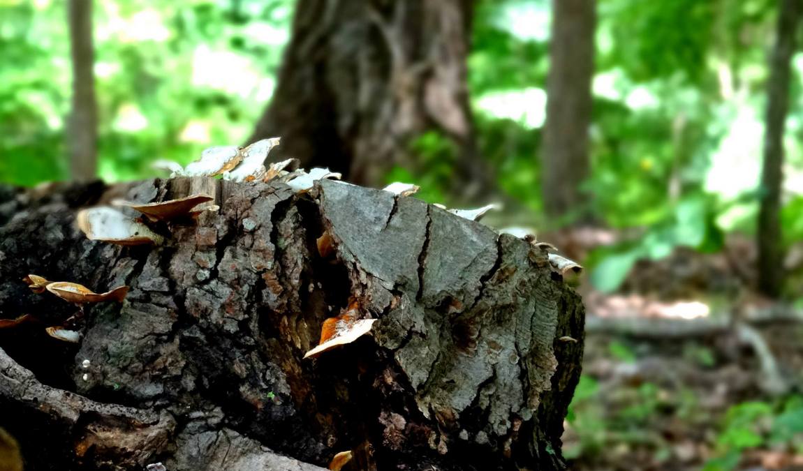 windsor park photo 2