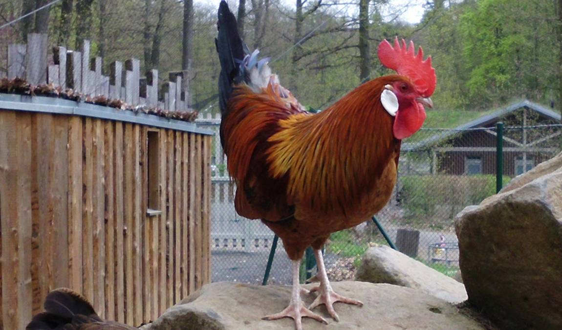 wildpark knull photo 4