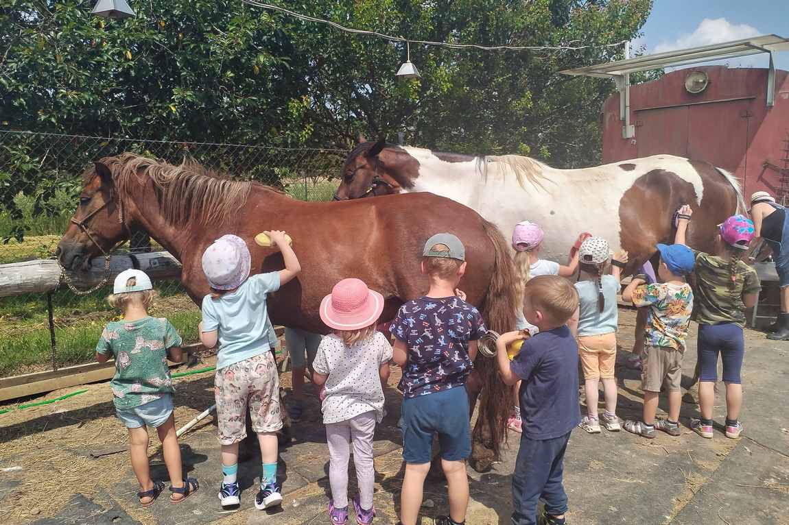 farma u tri koniku photo 1