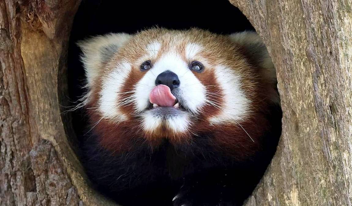 zoological gardens karlsruhe photo 2