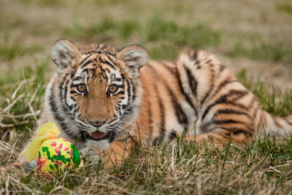 tigerpark dassow photo 3