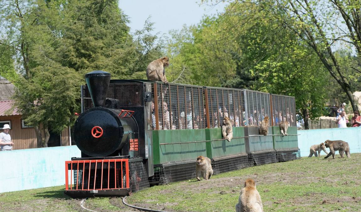 safari land stukenbrock photo 5