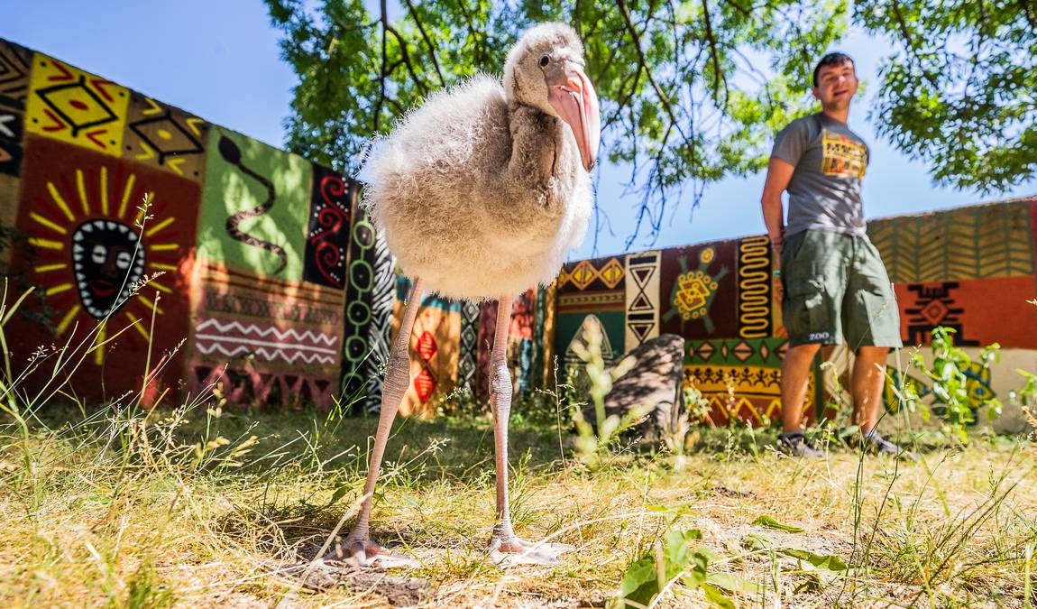 zoo dvur kralove photo 6