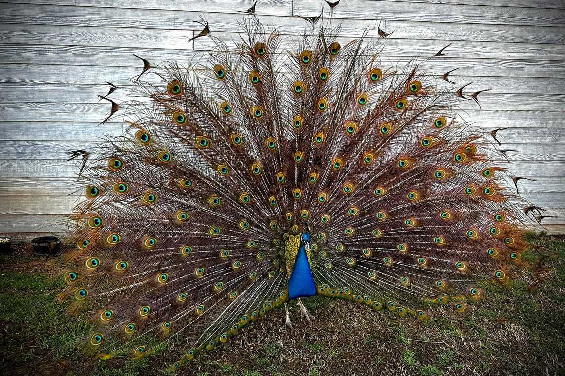 zootastic park photo 4