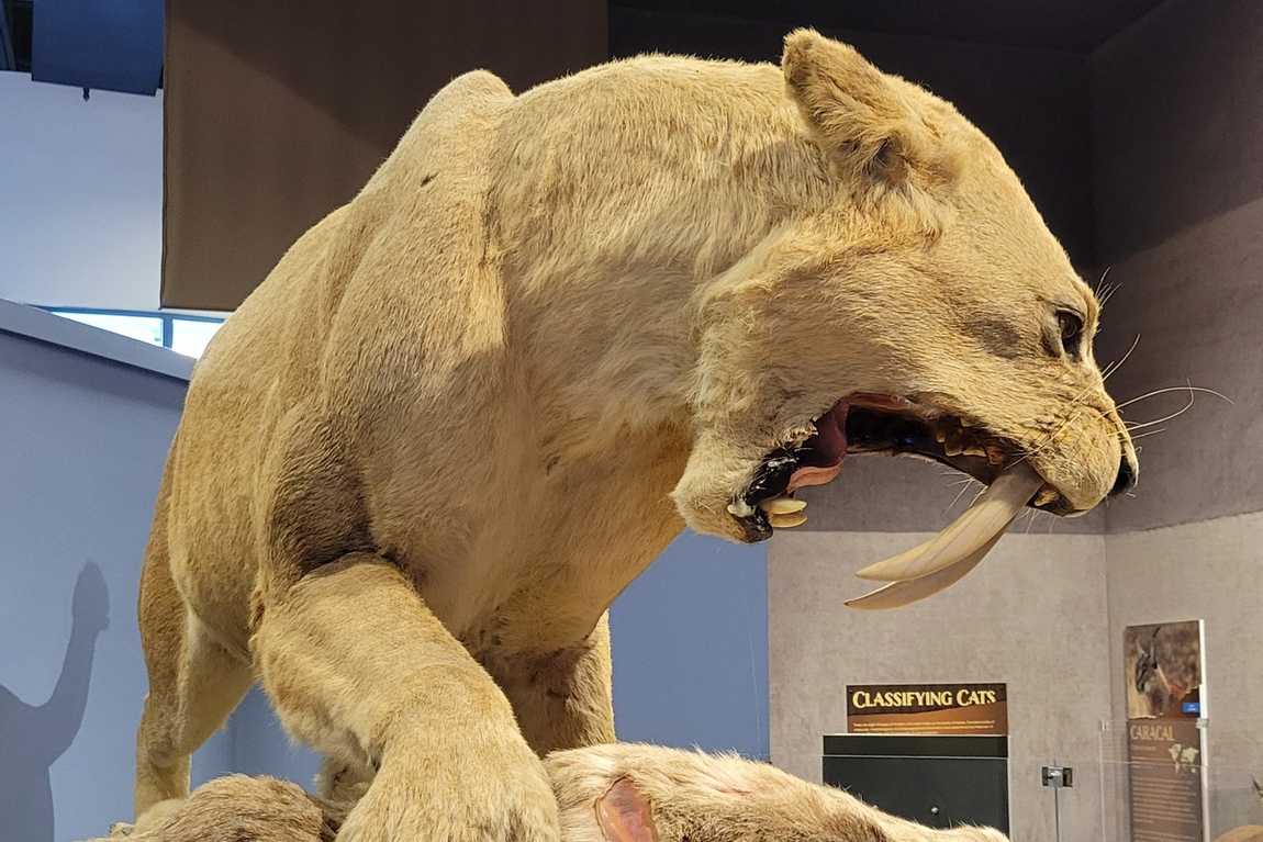 the schiele museum of natural history & planetarium photo 1