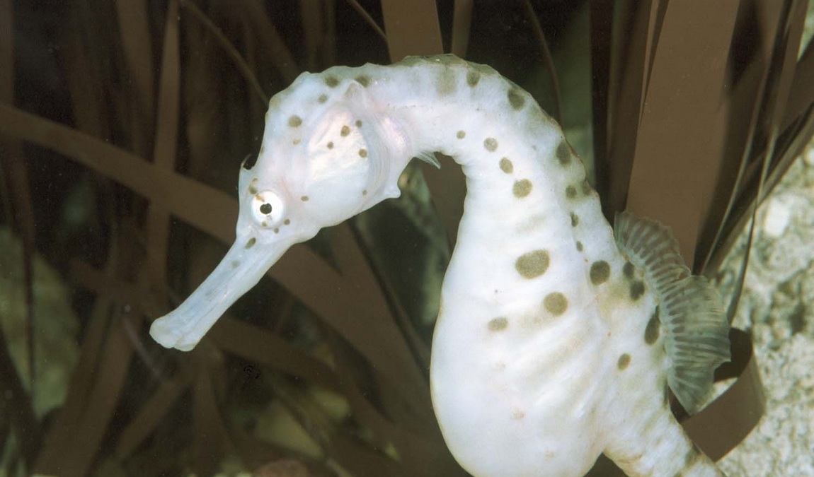 sea life hannover photo 5