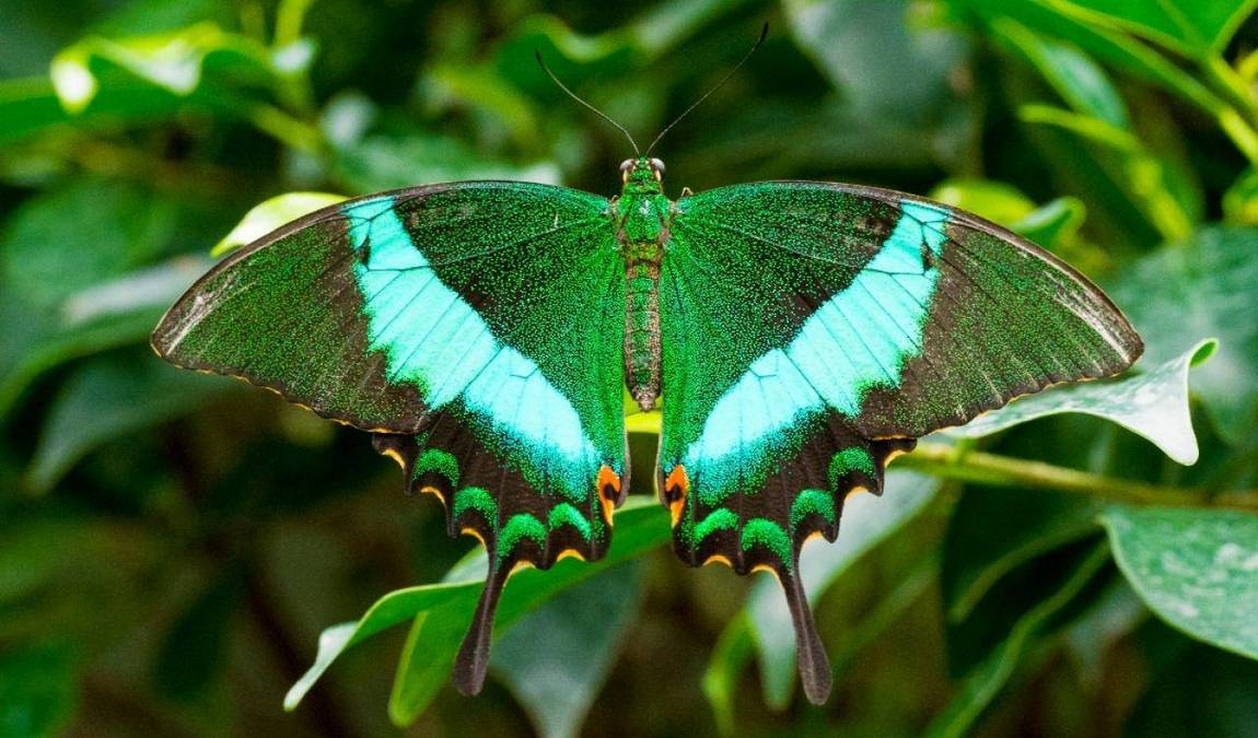 papilonia karlovy vary photo 3