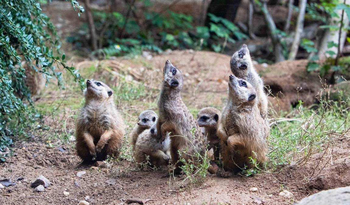 chemnitz zoo photo 1