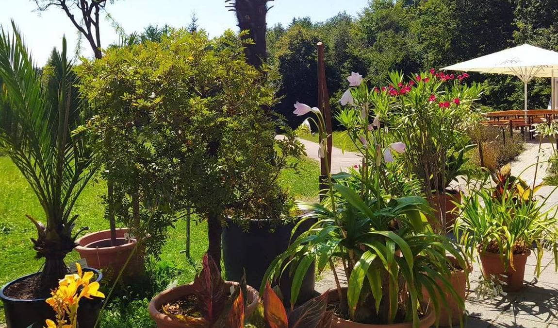 botanical garden of the university of ulm photo 2