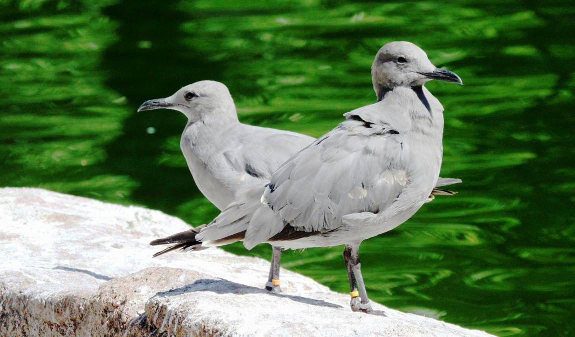 amerika-tierpark limbach-oberfrohna photo 2