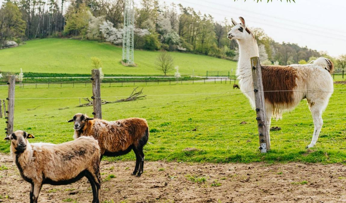 farmapark sobehrdy photo 3