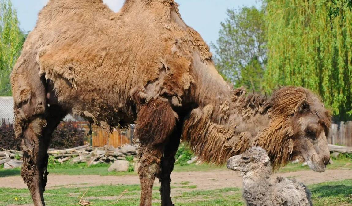 delitzsch zoo photo 1