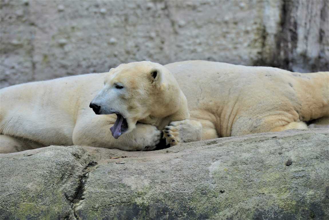 hellabrunn zoo photo 1