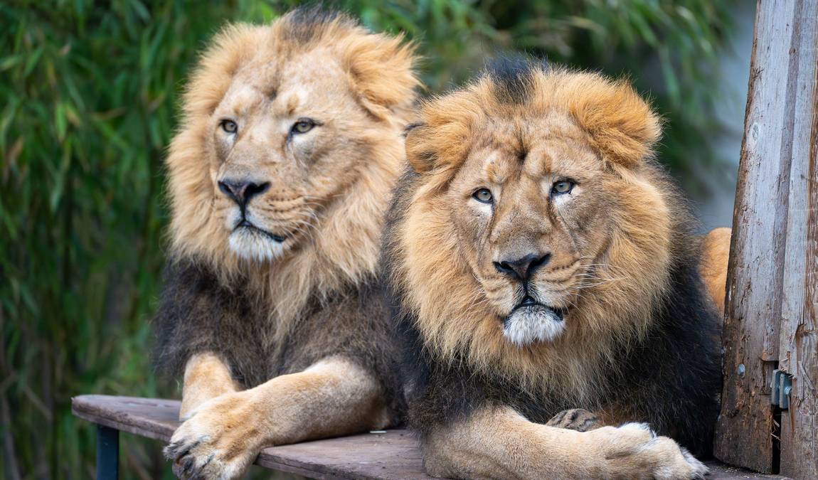 wilhelma zoo and botanical garden photo 1