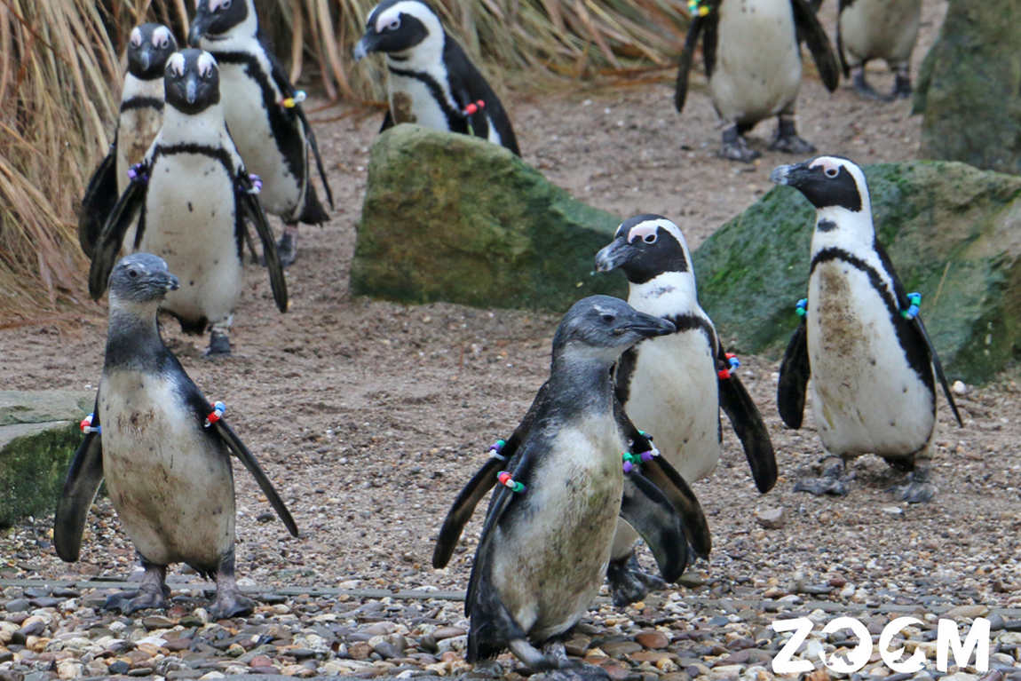 zoom erlebniswelt gelsenkirchen zoo photo 3