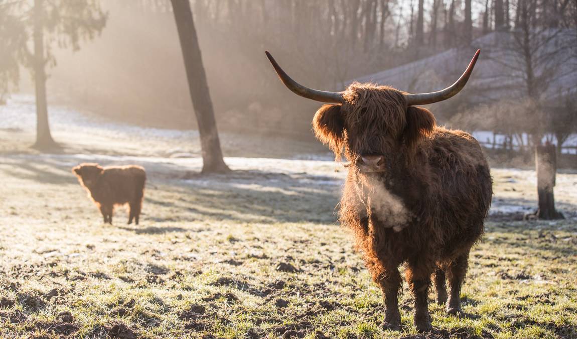 wildpark luneburger heide photo 1